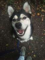 Welche Rasse steckt drin außer Husky-Beitrag-Bild