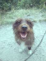 Welche Rassen stecken in Ihr?-Beitrag-Bild