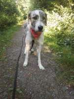 Was könnte in ihr für Rasse stecken-Beitrag-Bild