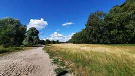 Hundeauslaufgebiet-Gundwiesen-Bild