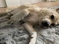 Lipome bei älteren Hunden-Beitrag-Bild