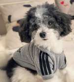 Kleidung für Hunde-Beitrag-Bild