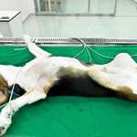 Hersteller müssen tierversuchsfreie Tests anwenden-Beitrag-Bild