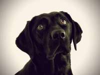 Ab wann ist man zu alt für einen Hund?-Beitrag-Bild