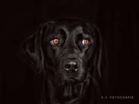 Leberprobleme beim Hund, Erfahrungsaustausch-Beitrag-Bild