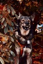 Fotowettbewerb ,,mein gruseliger Hund"-Beitrag-Bild