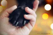 Mein Hund, meine Verantwortung-Beitrag-Bild