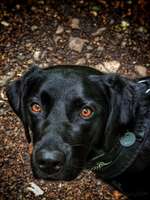 25. Farben Fotochallenge ,,Bernstein"-Beitrag-Bild