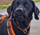 Wie wirken sich unsere Emotionen auf unsere Hunde und Hundebegegnungen aus?-Beitrag-Bild