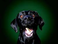 Nahrungsergänzungsmittel und Hausmittelchen von Apfelessig bis Zeolith-Beitrag-Bild