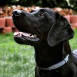 Cover up für Zeckenschutzhalsbänder diy Ideen-Beitrag-Bild