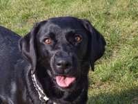 Alternative Tiermedizin! Wirksam oder doch nur Schwurbelei? Was sagt die Wissenschaft dazu?-Beitrag-Bild