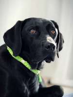 Luxusgut Hund-Beitrag-Bild