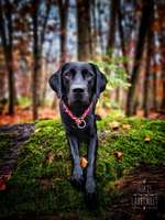 Tipps, Tricks, Klatsch und Tratsch über den Labrador-Beitrag-Bild