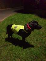 Blinkende Leuchthalsbänder, schädlich für Mensch und Hund-Beitrag-Bild