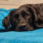 Toxische Hundebubble?-Beitrag-Bild