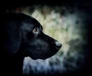 Wir müssen über tierschutzwidriges Hundezubehör reden!-Beitrag-Bild