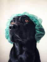 Erste Hilfe beim Hund-Beitrag-Bild