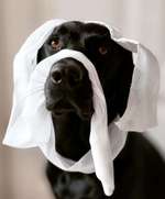 (Alb-)Traumberuf Tierarzt-Beitrag-Bild