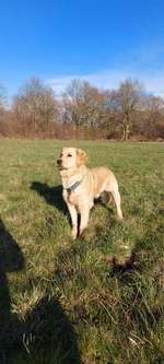 Hundeauslaufgebiet-Müßentwiete-Bild