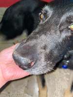 Katzenkratzer auf Hundenase-Beitrag-Bild