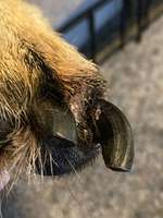 Krallenbett-Entzündung Schäferhund-Beitrag-Bild