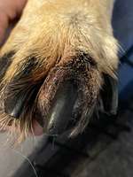 Krallenbett-Entzündung Schäferhund-Beitrag-Bild