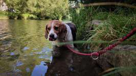 Hundeauslaufgebiet-Zschopau Aue-Bild