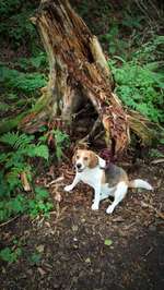 Hundeauslaufgebiet-Zschopau Aue-Bild