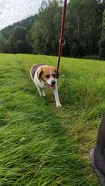 Hundeauslaufgebiet-Zschopau Aue-Bild