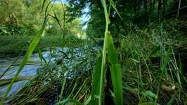 Hundeauslaufgebiet-Zschopau Aue-Bild