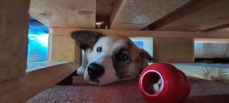 Gesunde Lieblingsleckerlis-Beitrag-Bild