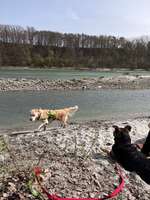 Hundeauslaufgebiet-Am Stauwerk-Bild