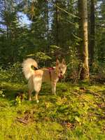 Hundeauslaufgebiet-Hundewald Trappenkamp-Bild