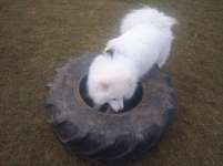 Hundeauslaufgebiet-Hundewiese Trofaiach-Bild