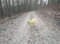 Hundeauslaufgebiet-Königsberger Feld-Bild