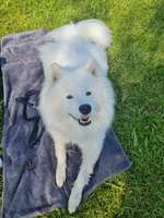 Hundeauslaufgebiet-Bergwerksee Reichelsheim-Bild