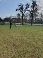 Hundeauslaufgebiet-Hundewiese Friedrichshafen-Bild