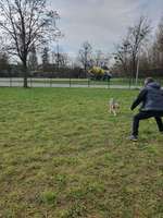 Hundeauslaufgebiet-Hundewiese Friedrichshafen-Bild