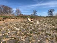 Hundeauslaufgebiet-Beuel-Bild