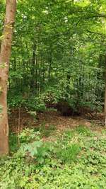 Hundeauslaufgebiet-Am Kanal-Bild