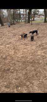 Hundeauslaufgebiet-Westend-Bild