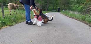 Hundeauslaufgebiet-Hühnerrunde-Bild