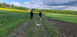 Hundeauslaufgebiet-Hühnerrunde-Bild