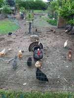 Hundeauslaufgebiet-Hühnerrunde-Bild