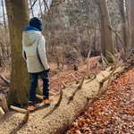 Hundeauslaufgebiet-Kösterbecker Wald-Bild