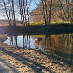 Hundeauslaufgebiet-Kösterbecker Wald-Bild