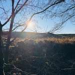 Hundeauslaufgebiet-Kösterbecker Wald-Bild