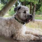 Ersteller:in Susanne Profilbild