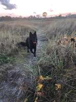 Hundeauslaufgebiet-Hundestrand Pottloch-Bild